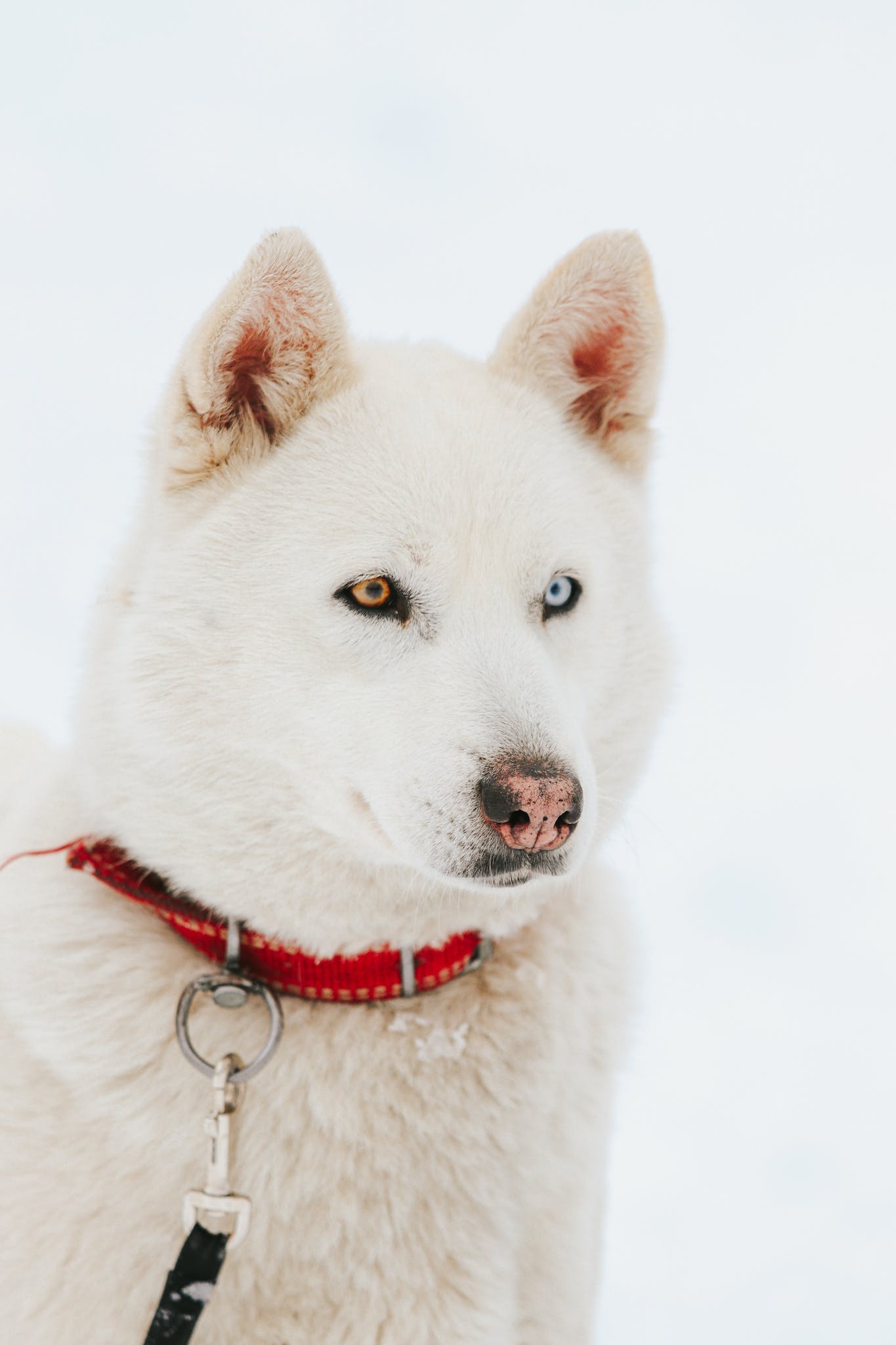 Husky Sib rien origine caract re et sant Groupe Sant pourtous