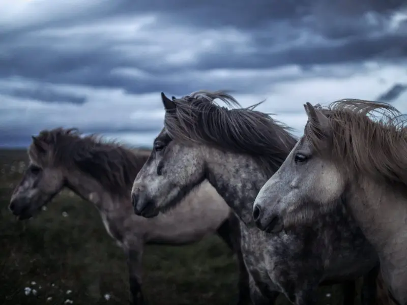 LIVRE LES CHEVAUX COLLE LES ANIMAUX