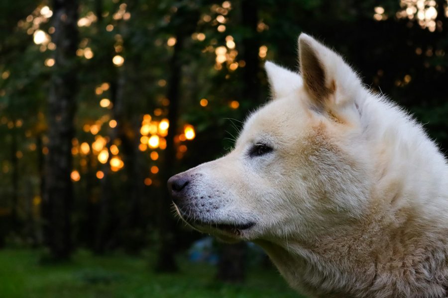 Chien blanc à poil court