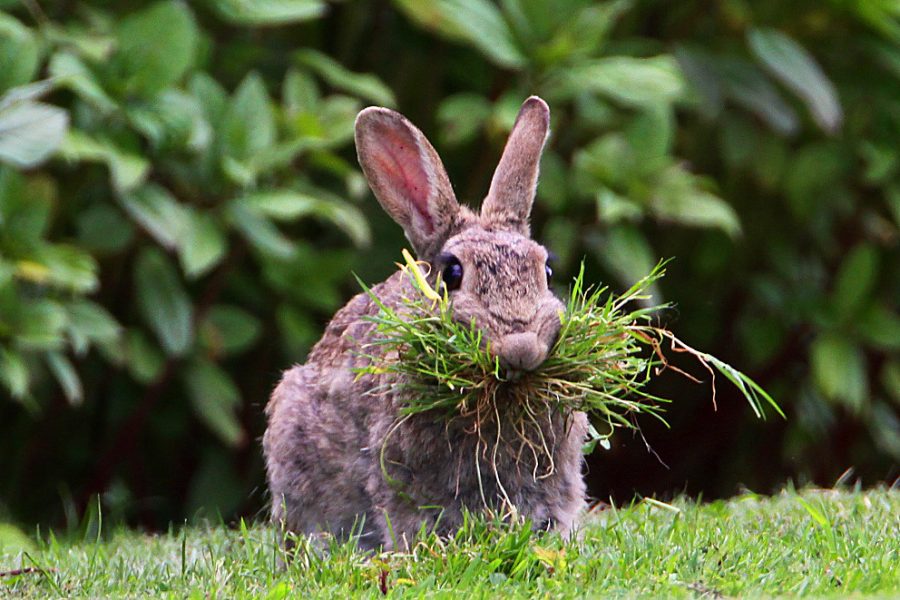 Collecte de matériel pour le nid par la lapine